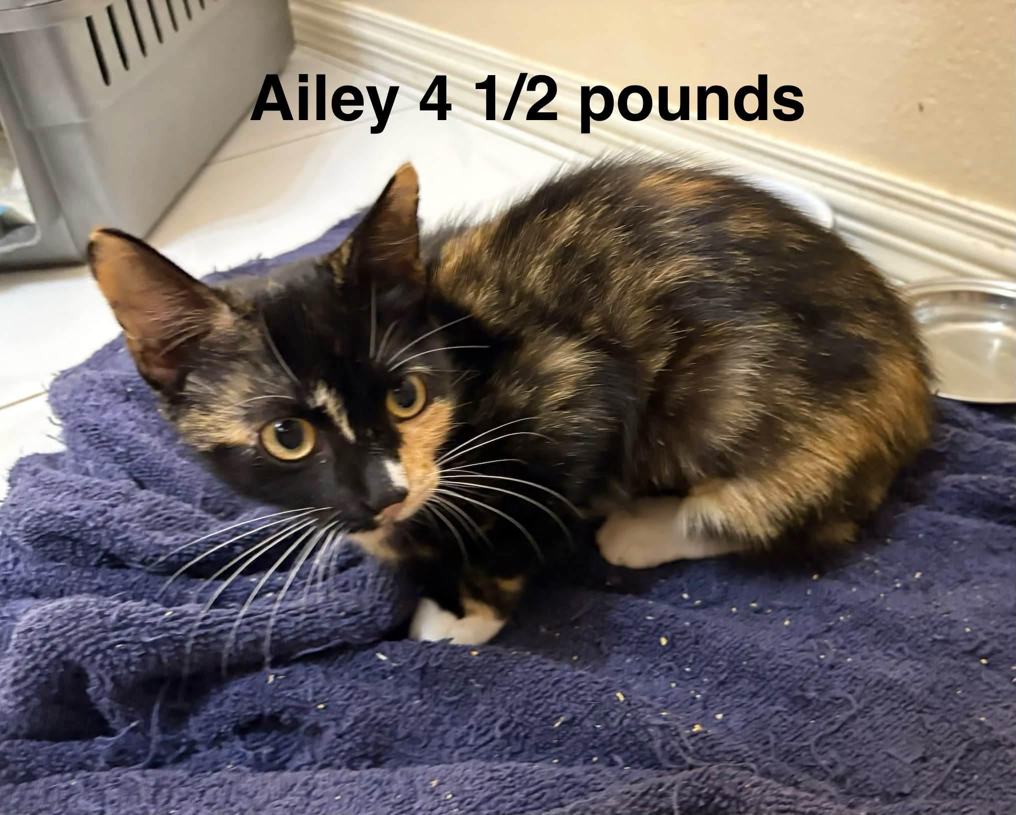 Enlarge Alley, a Adoptable Domestic Short Hair in Mount Pleasant, TX image 2/2