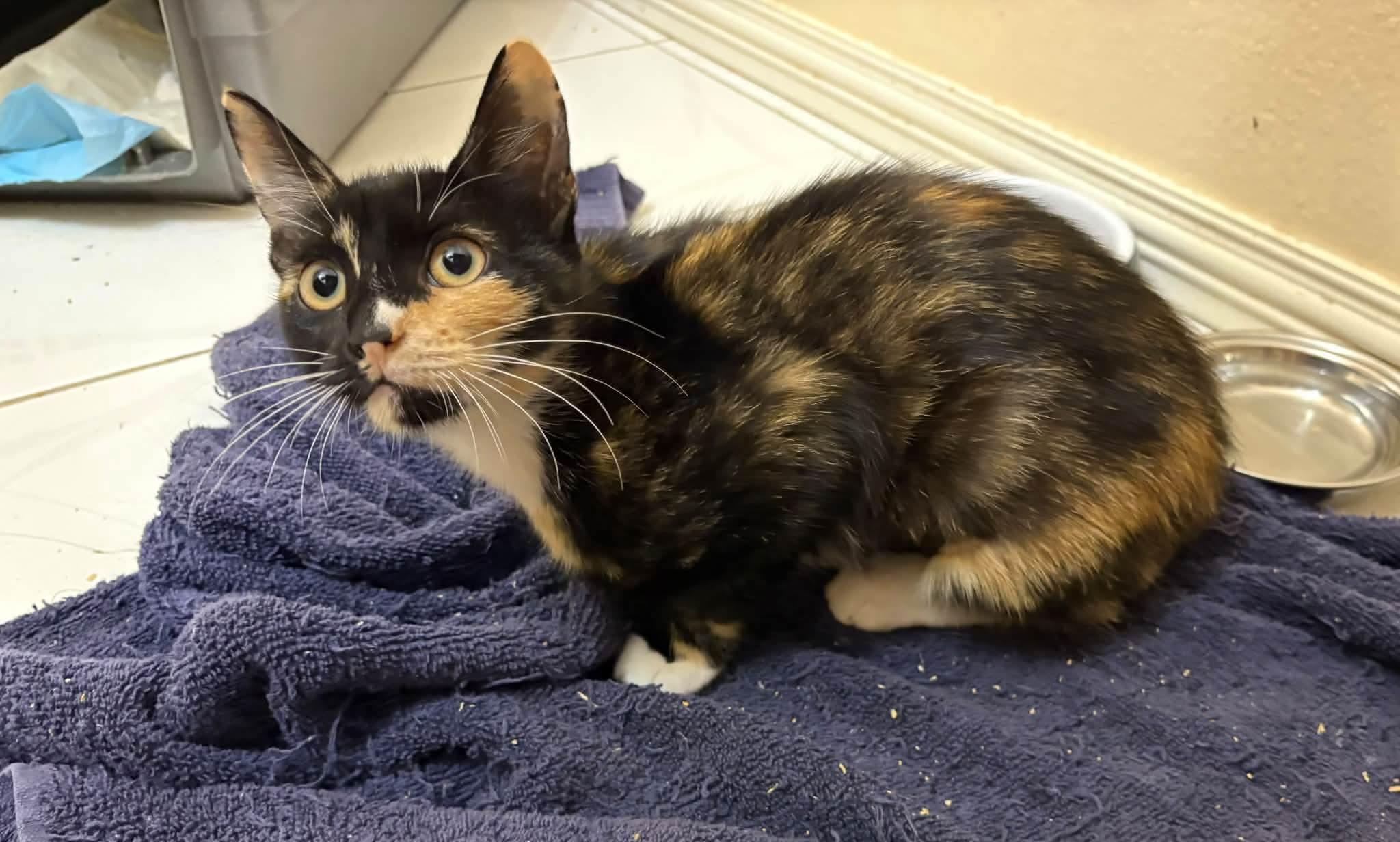 Alley, Adoptable, Young Female Domestic Short Hair.