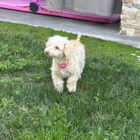 Enlarge Laika, a Adoptable Mixed Breed in San Diego, CA image 3/4