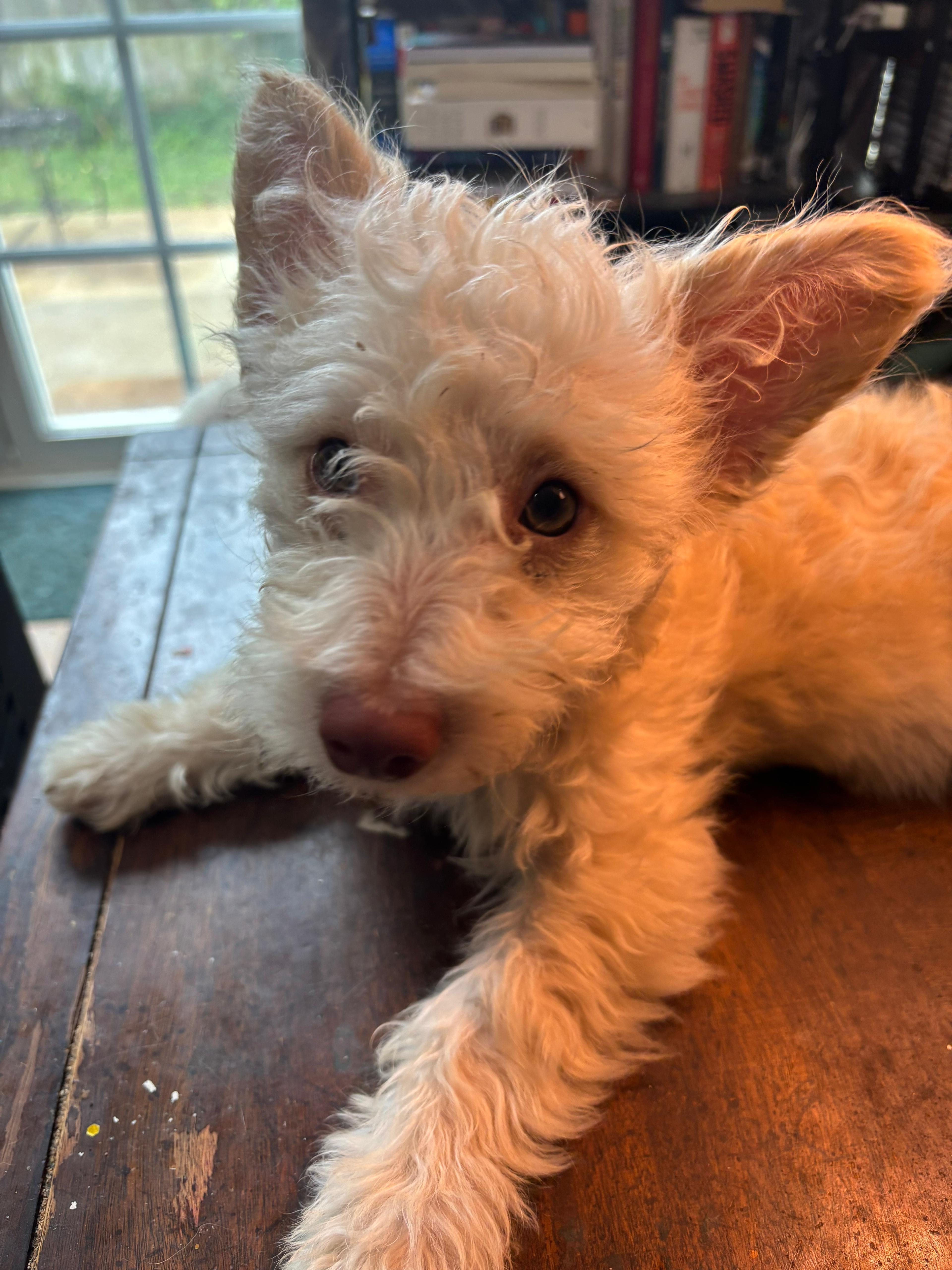 Laika, adopted, Puppy Female Mixed Breed.