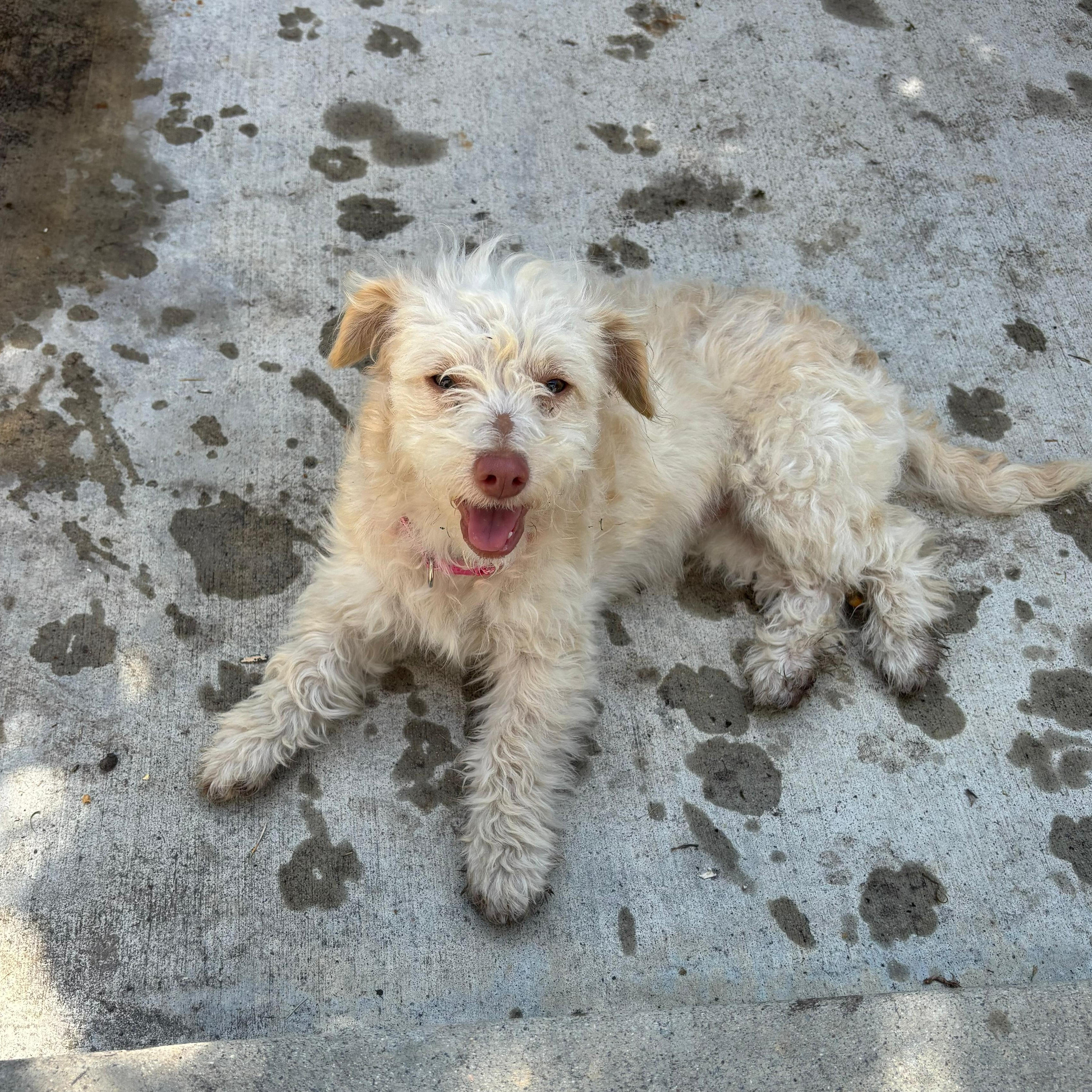 Laika, Adoptable, Puppy Female Mixed Breed.