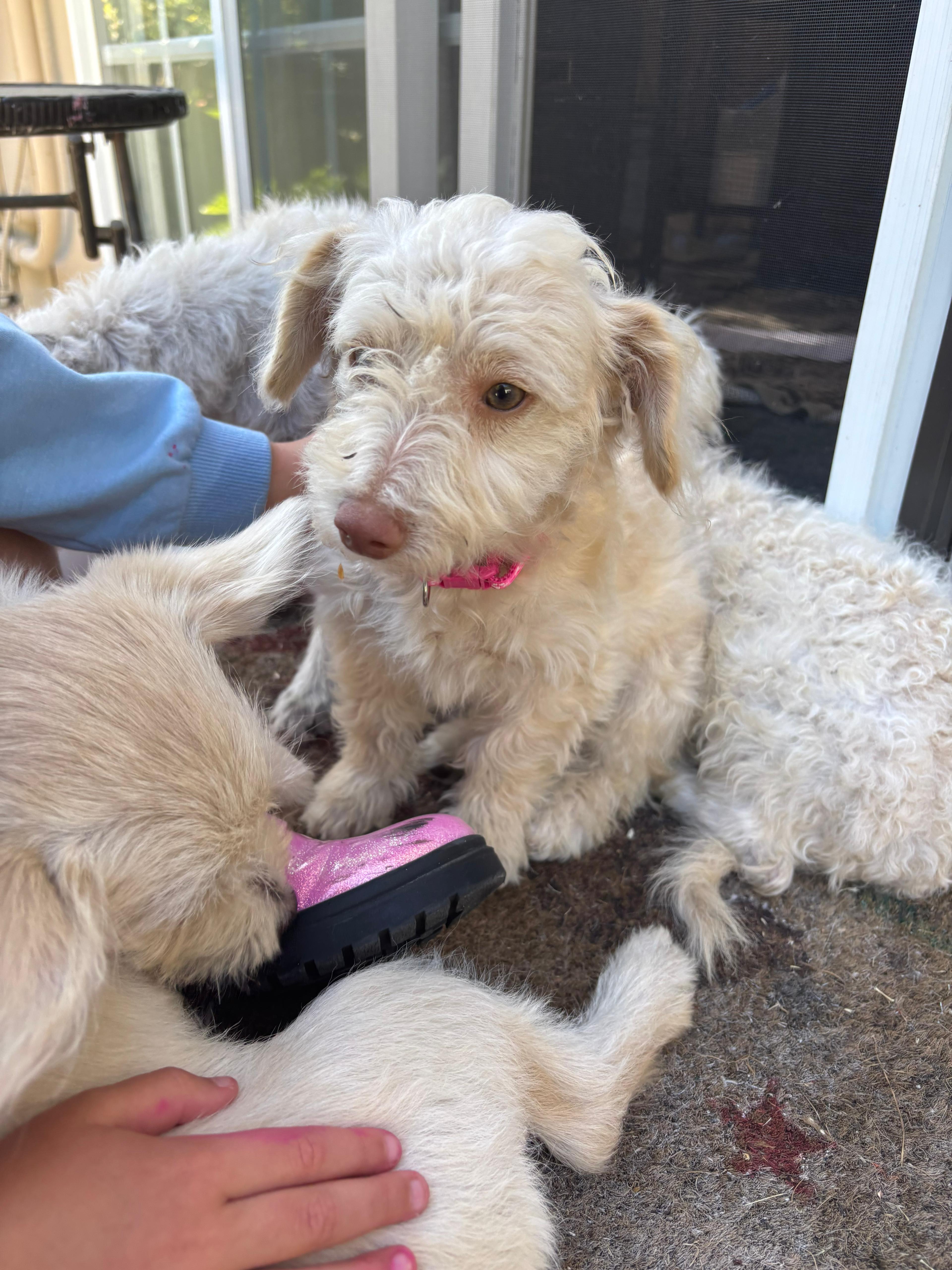 Enlarge Laika, an adopted Mixed Breed in Costa Mesa, CA image 6/6