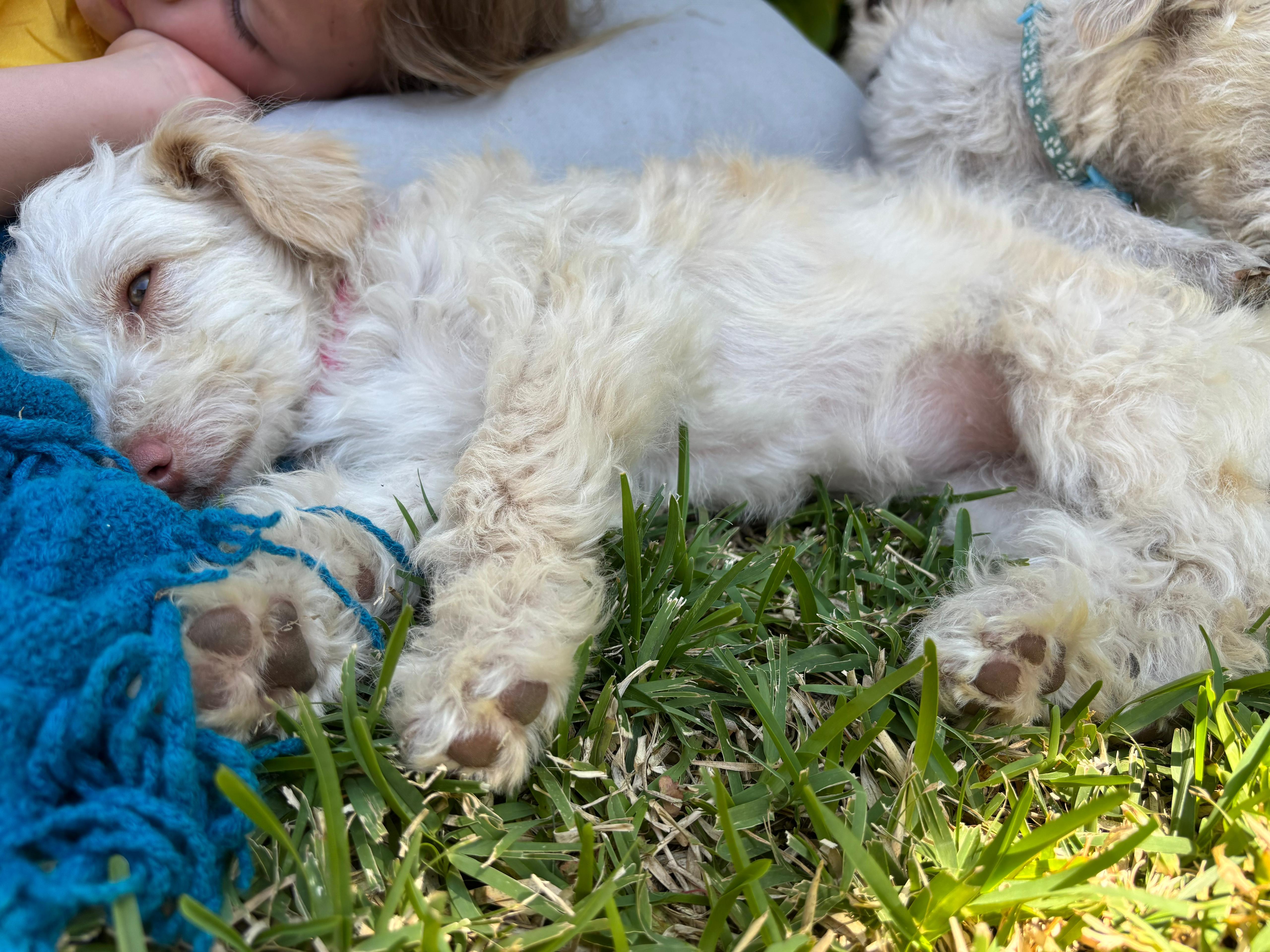 Enlarge Laika, a Adoptable Mixed Breed in San Diego, CA image 2/4