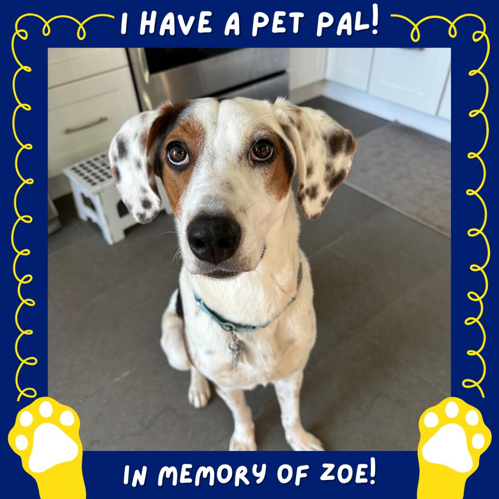 Enlarge Luna, a Adoptable mixed breed in Falls Church, VA image 1/6