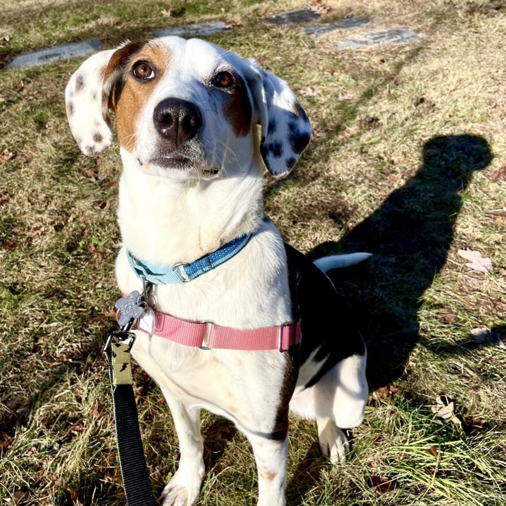 Luna, a Adoptable mixed breed in Falls Church, VA image 2/6