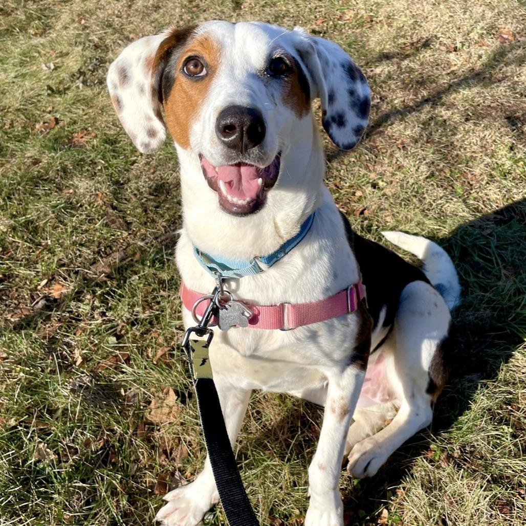 Enlarge Luna, a Adoptable mixed breed in Falls Church, VA image 1/6
