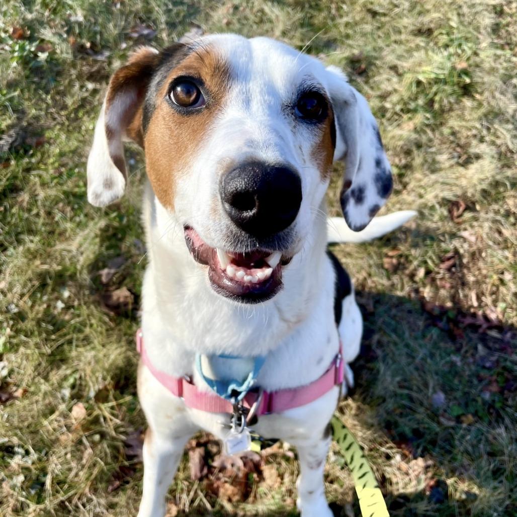 Luna, a Adoptable mixed breed in Falls Church, VA image 6/6