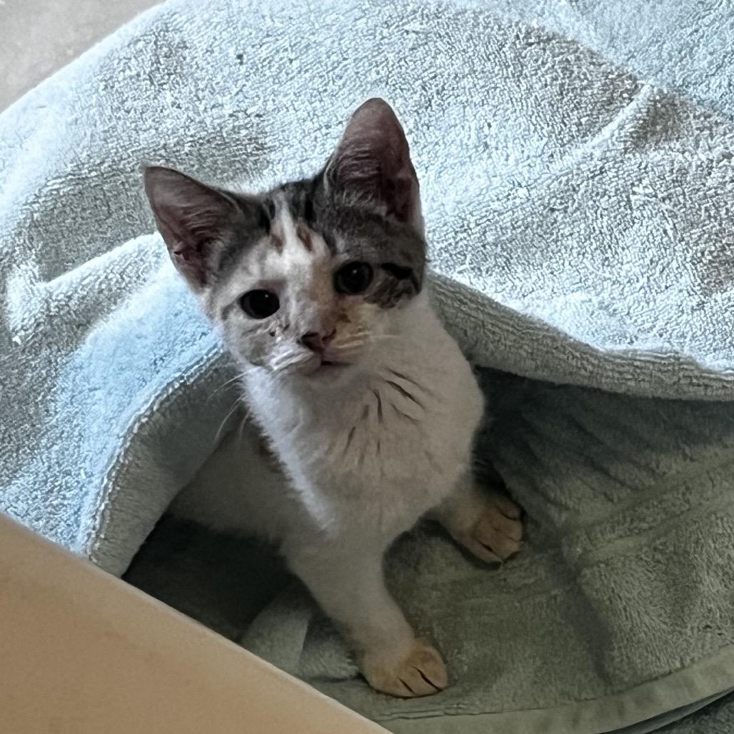 Enlarge Silly Sally, a Adoptable Domestic Short Hair in Portage, MI image 1/3