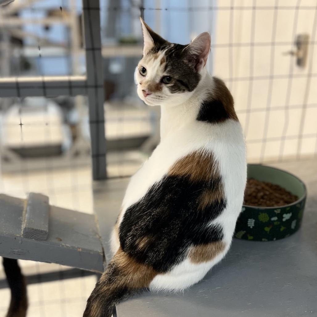 Enlarge Silly Sally, a Adoptable Domestic Short Hair in Portage, MI image 2/3