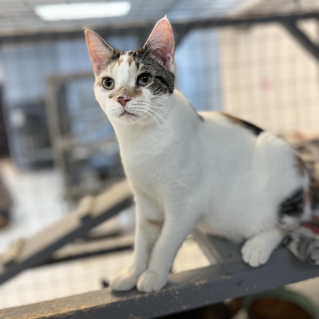 Enlarge Silly Sally, a Adoptable Domestic Short Hair in Portage, MI image 3/3