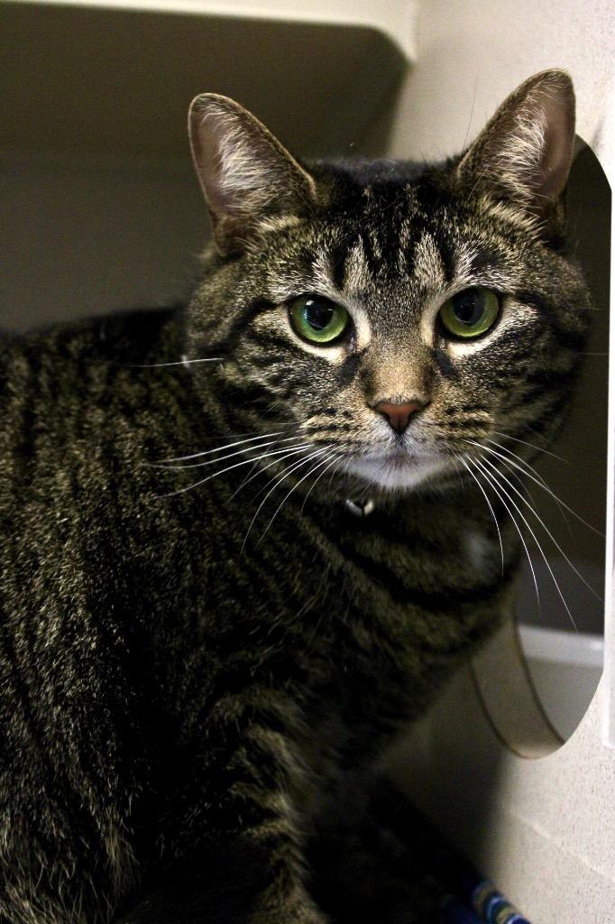 Manny, Adoptable, Young Female Domestic Short Hair.