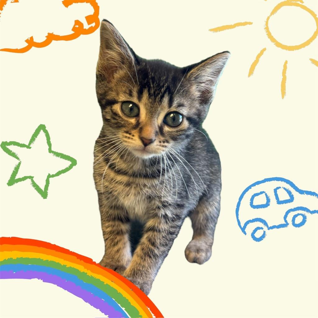 Enlarge Manny, a Adoptable mixed breed in Morgantown, KY image 2/2