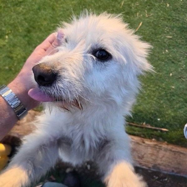 Tofu — thumbnail 2