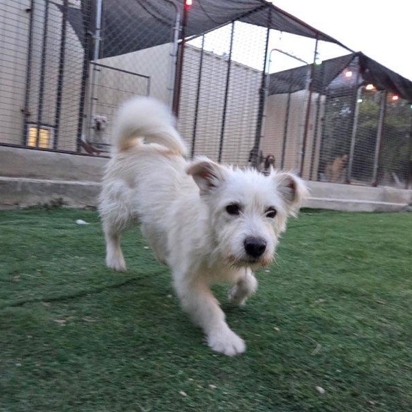 Tofu — thumbnail 3