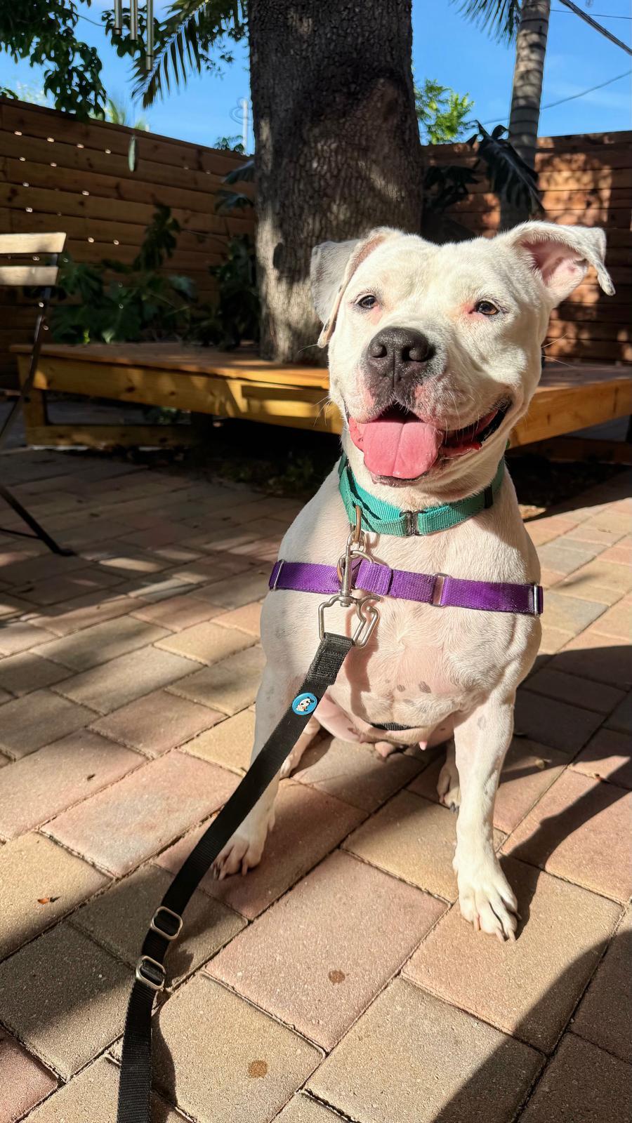 Lola, a Adoptable Terrier in Pompano Beach, FL image 1/3