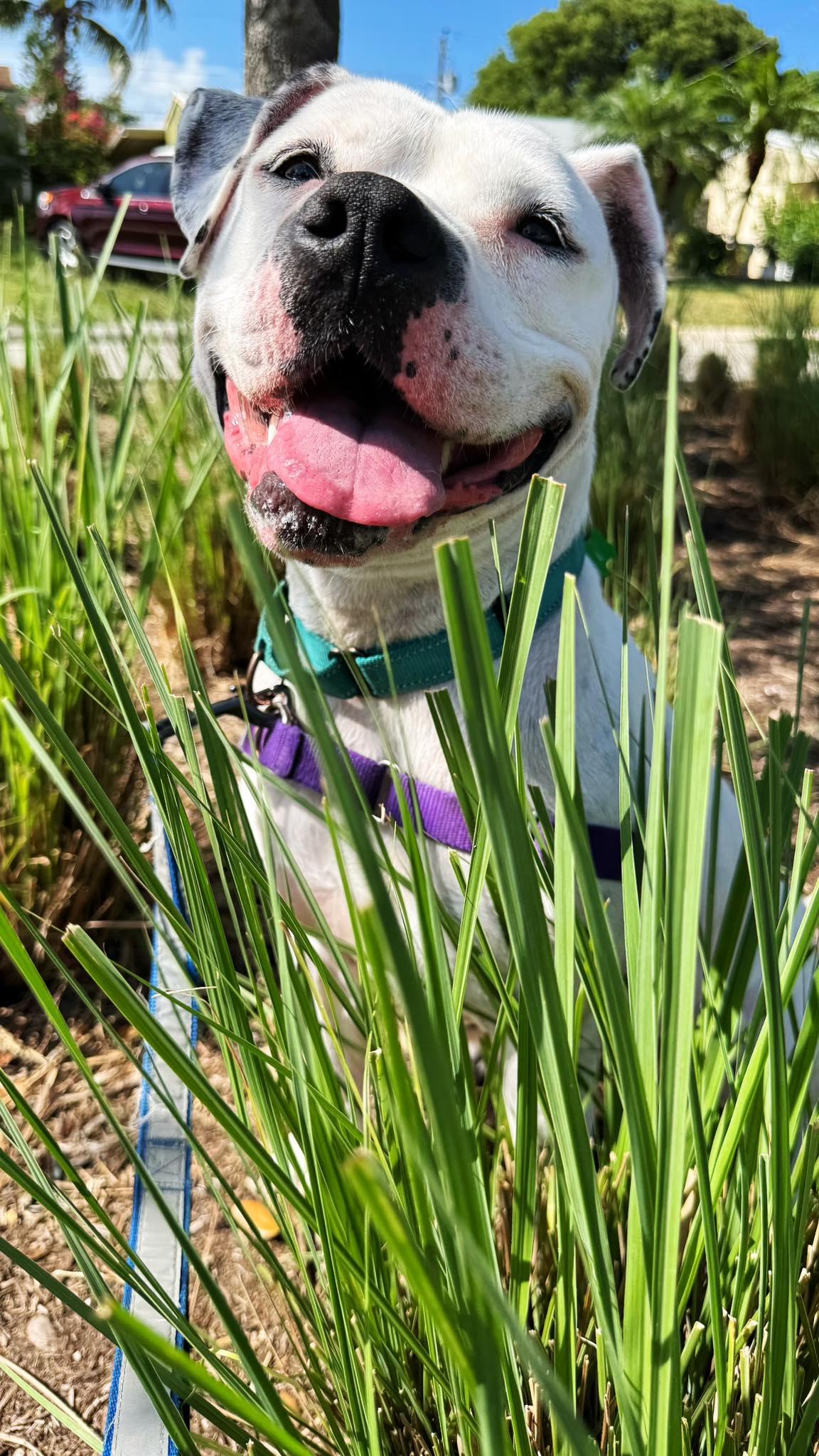 Lola, a Adoptable Terrier in Pompano Beach, FL image 2/3