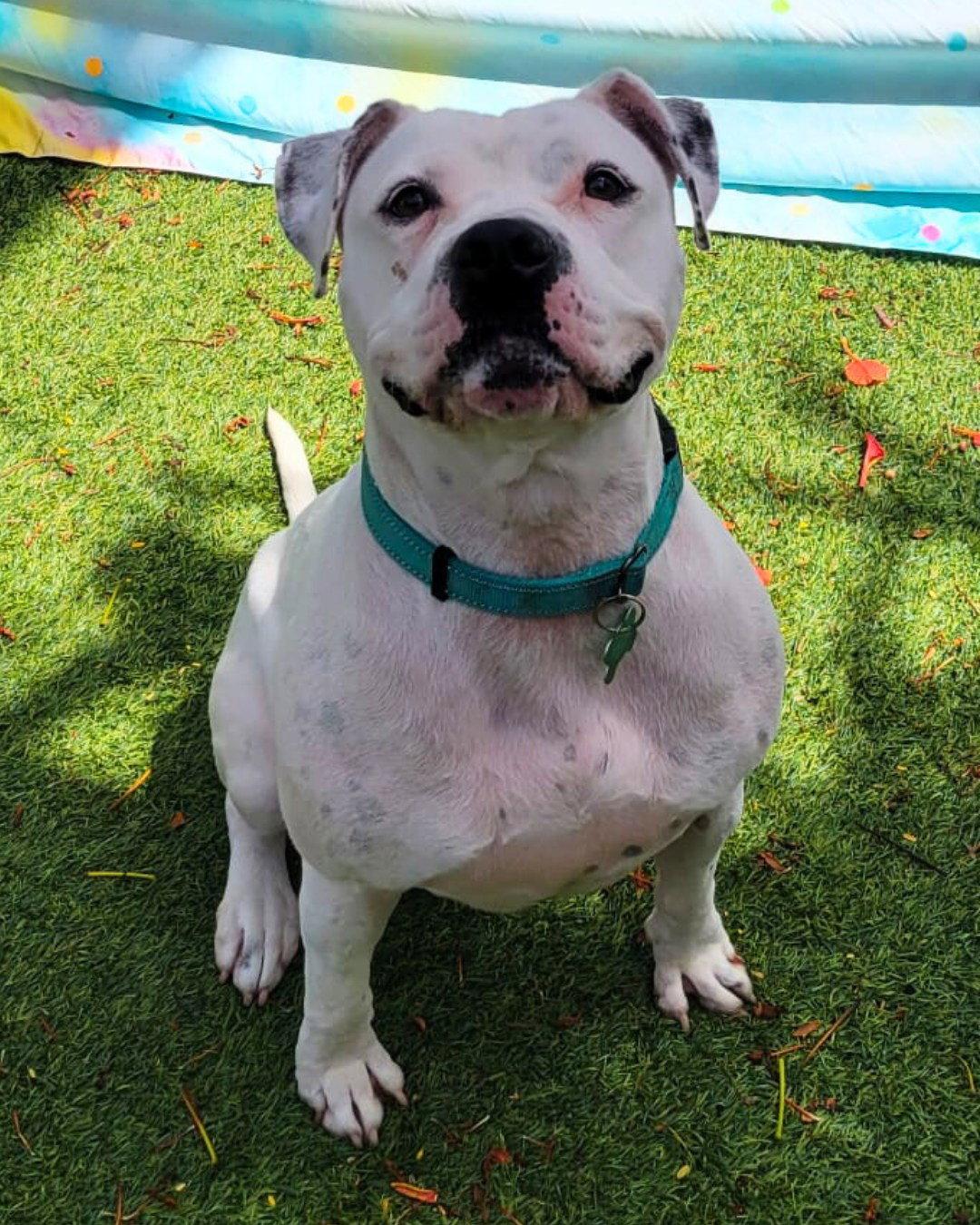 Lola, Adoptable, Adult Female Terrier.