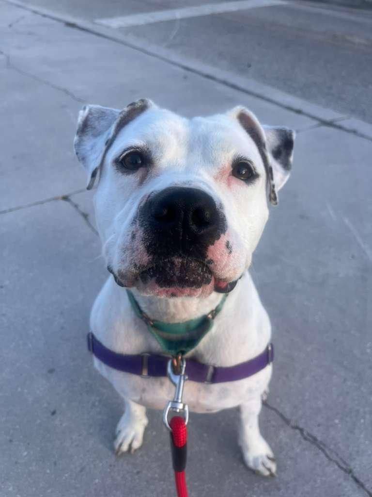 Lola, a Adoptable Terrier in Pompano Beach, FL image 2/3