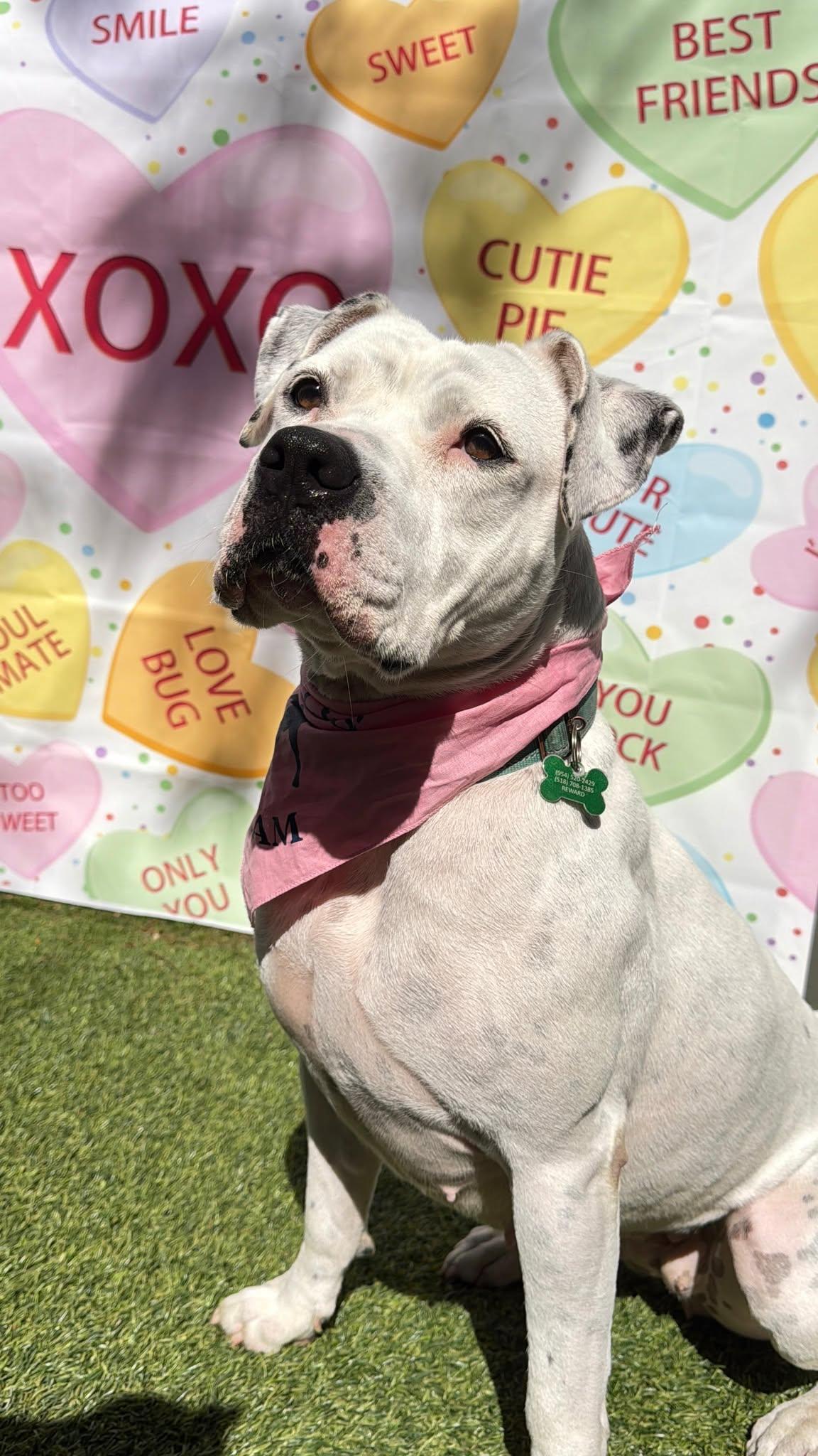 Enlarge Lola, a Adoptable Terrier in Pompano Beach, FL image 1/3