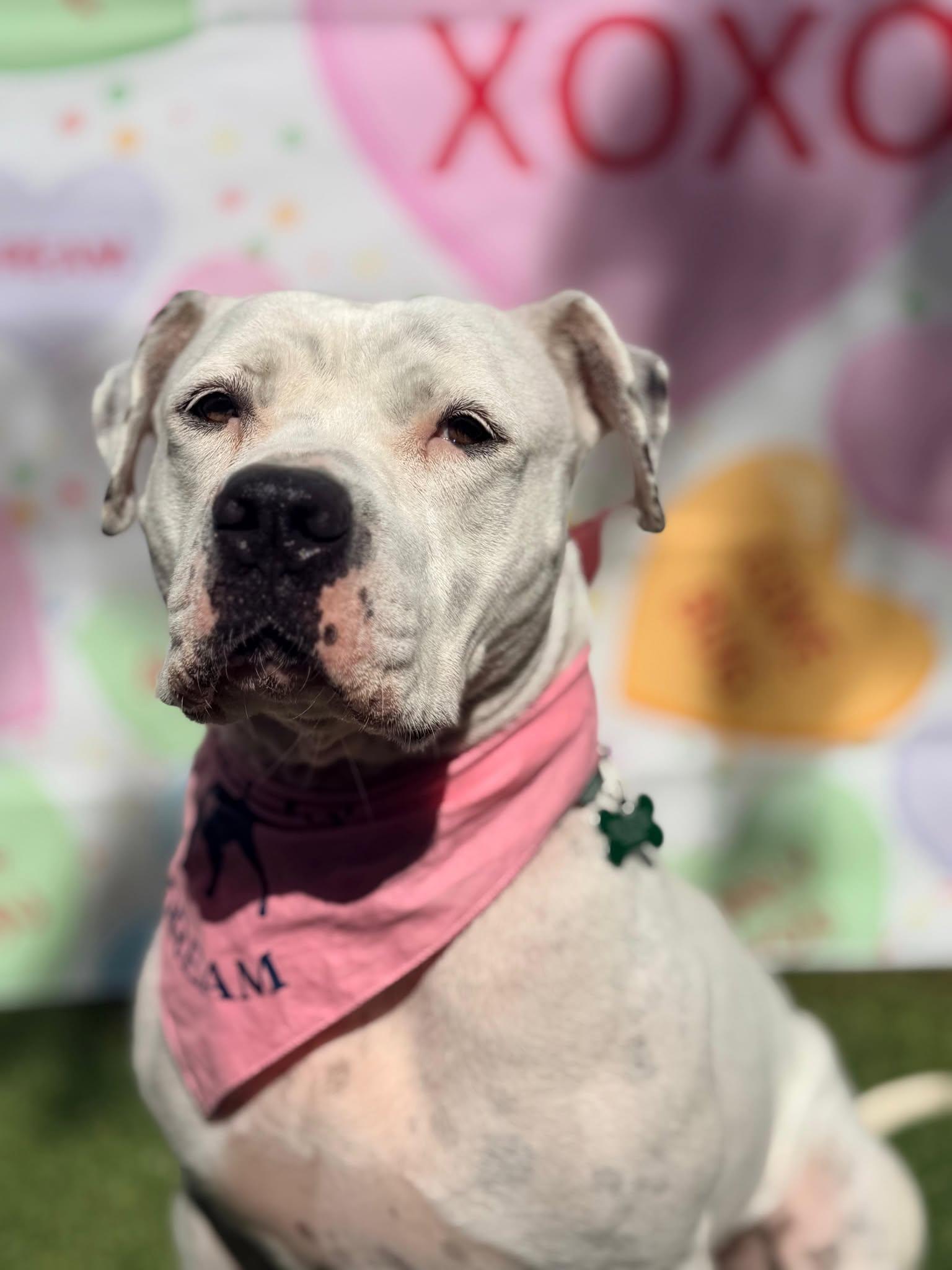 Enlarge Lola, a Adoptable Terrier in Pompano Beach, FL image 2/3