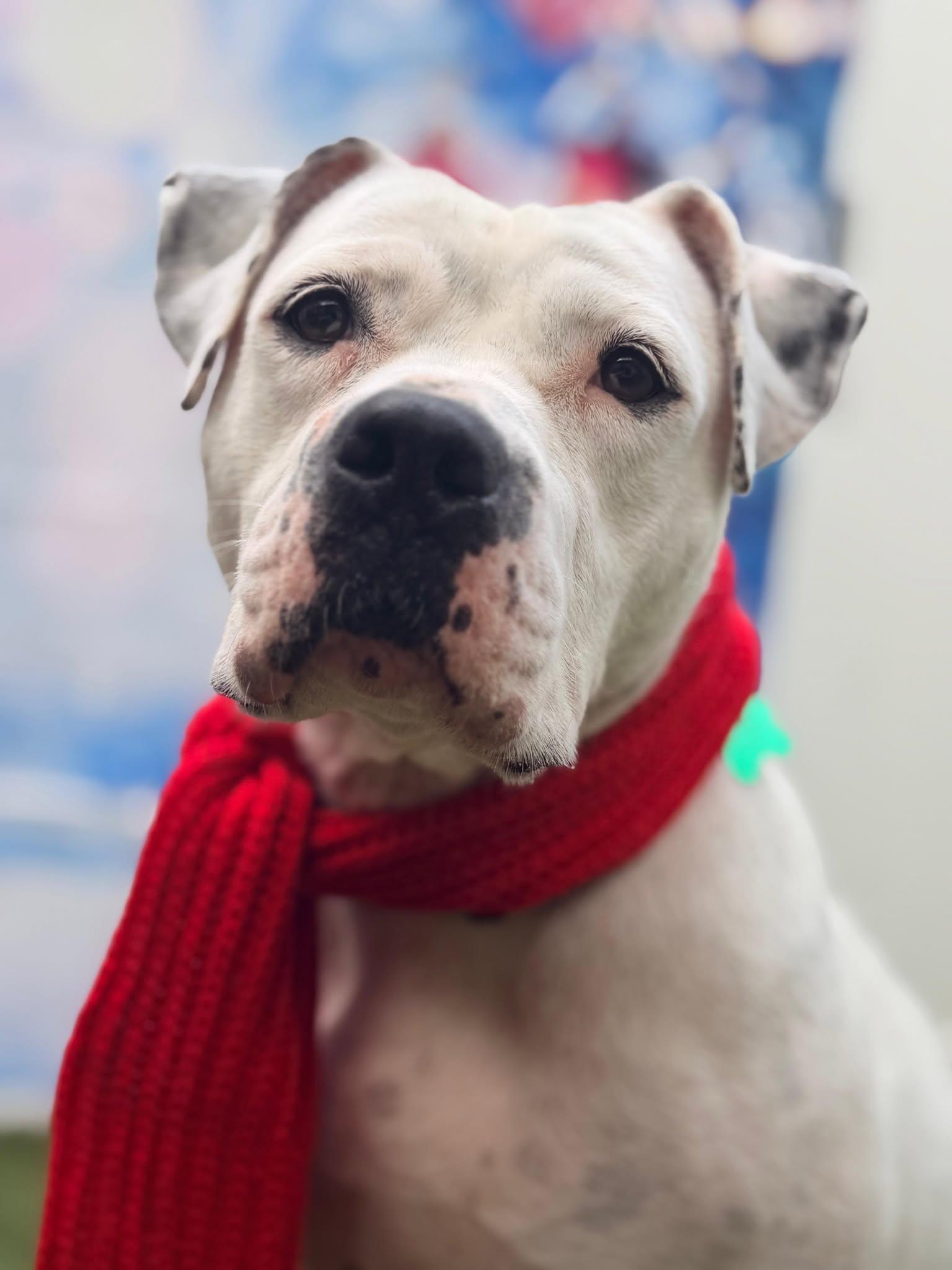 Lola, a Adoptable Terrier in Pompano Beach, FL image 1/3