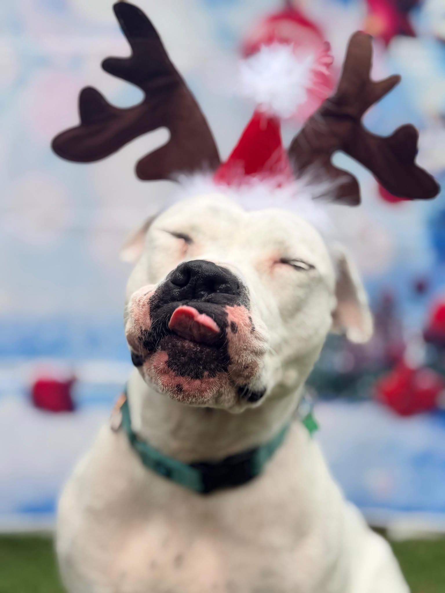 Lola, a Adoptable Terrier in Pompano Beach, FL image 2/3