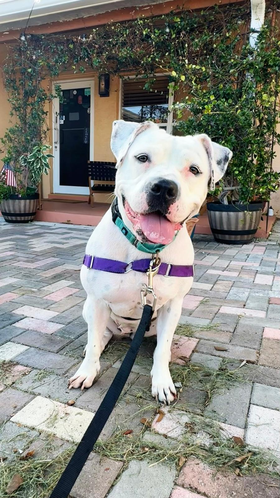 Lola, a Adoptable Terrier in Pompano Beach, FL image 3/3