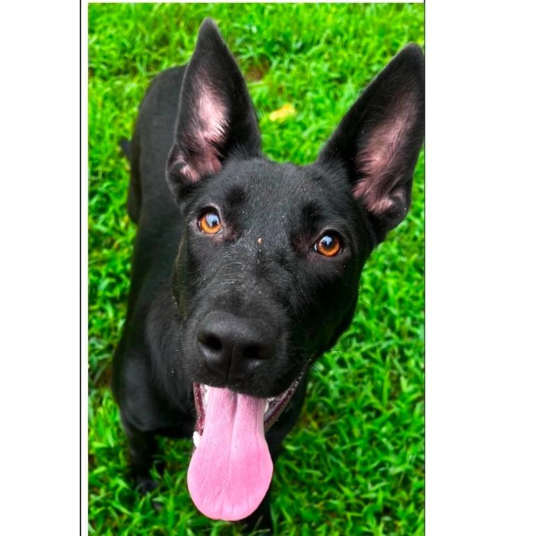 CT Lucille, Adoptable, Young Female German Shepherd Dog & Mixed Breed.