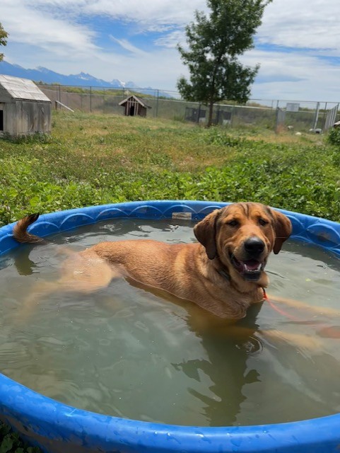 Boots, Adoptable, Adult Male Hound & Retriever.