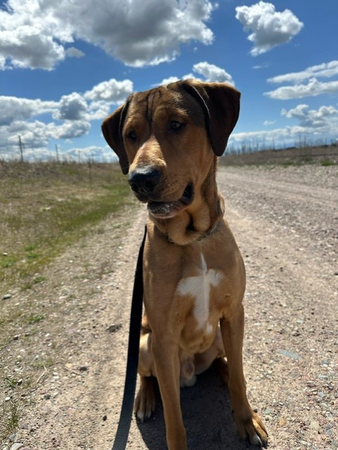 Boots, a Adoptable mixed breed in Polson, MT image 2/2