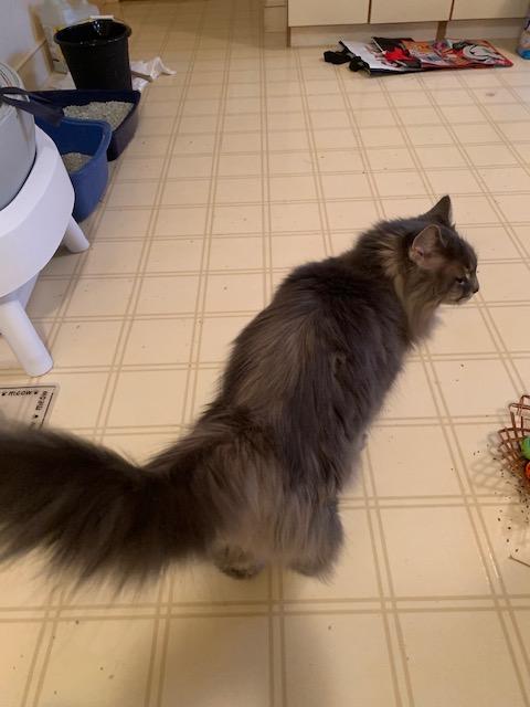 Enlarge Camden (bonded with Casco), a ADOPTABLE Maine Coon in Ipswich, MA image 4/4