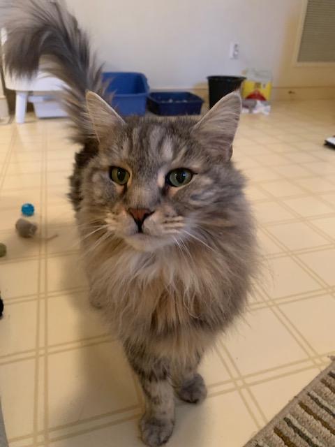Enlarge Camden (bonded with Casco), a ADOPTABLE Maine Coon in Ipswich, MA image 1/4