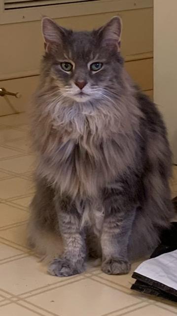 Enlarge Camden (bonded with Casco), a ADOPTABLE Maine Coon in Ipswich, MA image 2/4