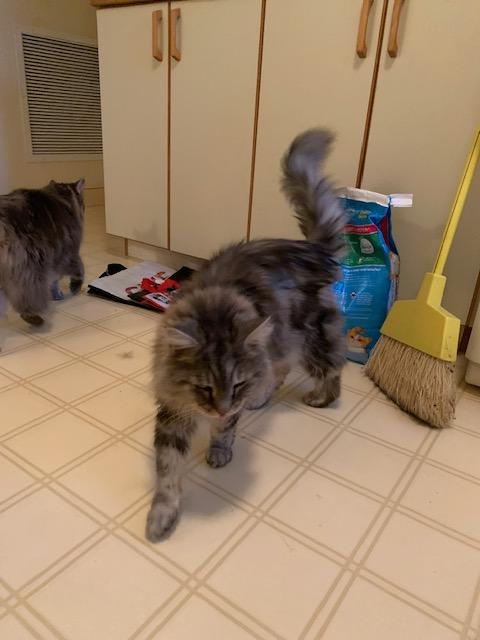 Enlarge Camden (bonded with Casco), a ADOPTABLE Maine Coon in Ipswich, MA image 3/4