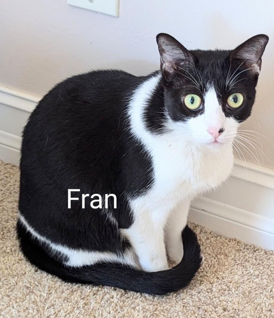 Fran, Adoptable, Adult Female Domestic Short Hair.