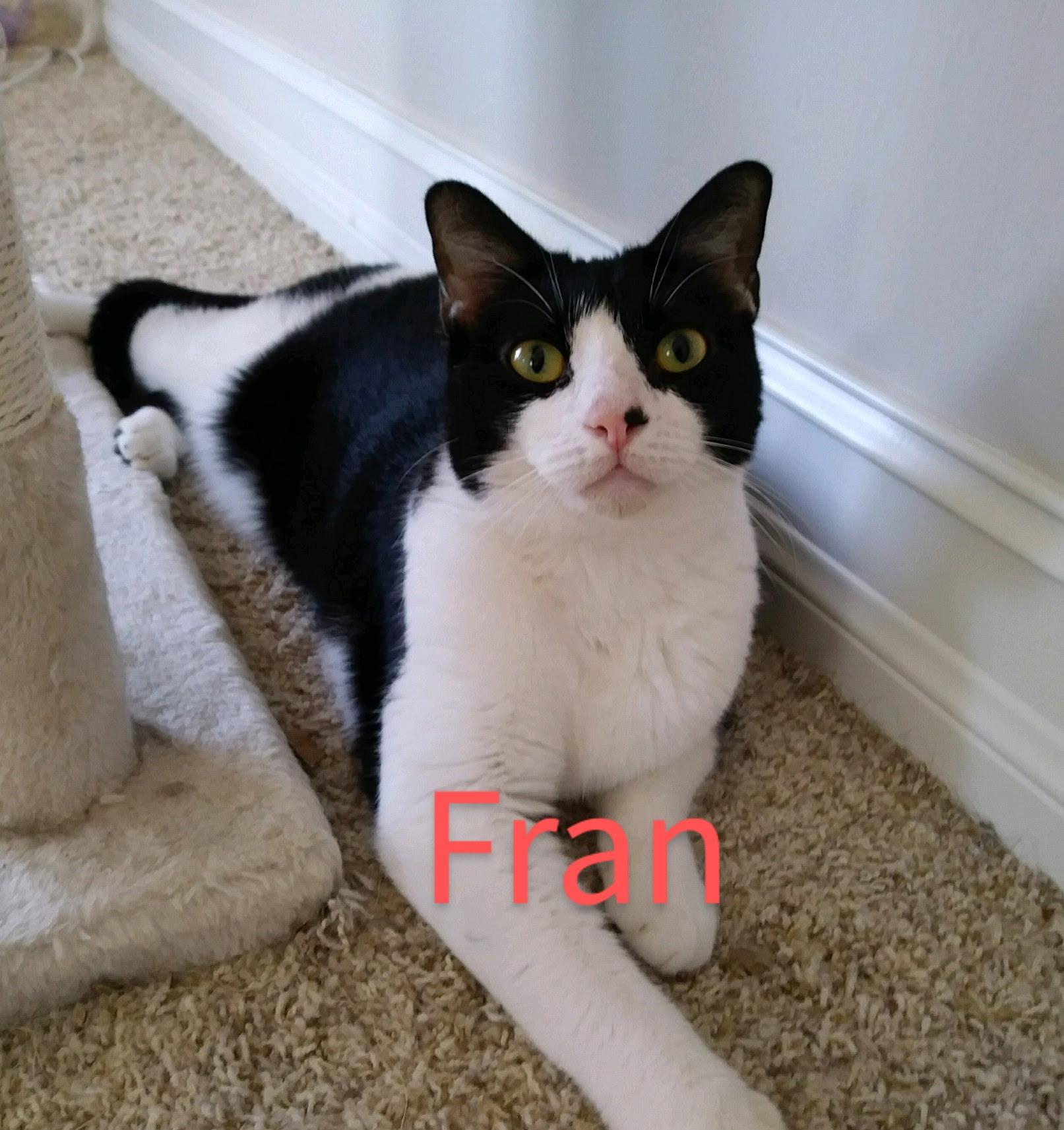 Fran, Adoptable, Adult Female Domestic Short Hair.