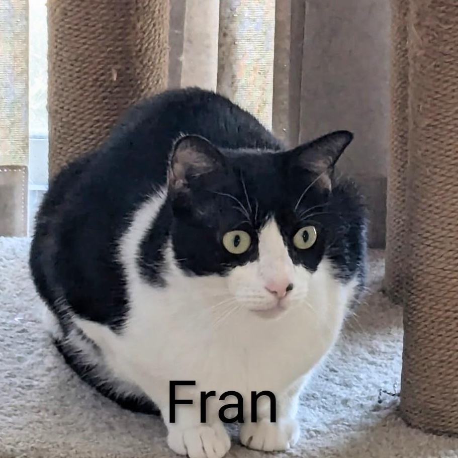 Enlarge Fran, a Adoptable Domestic Short Hair in Fort Myers Beach, FL image 1/2