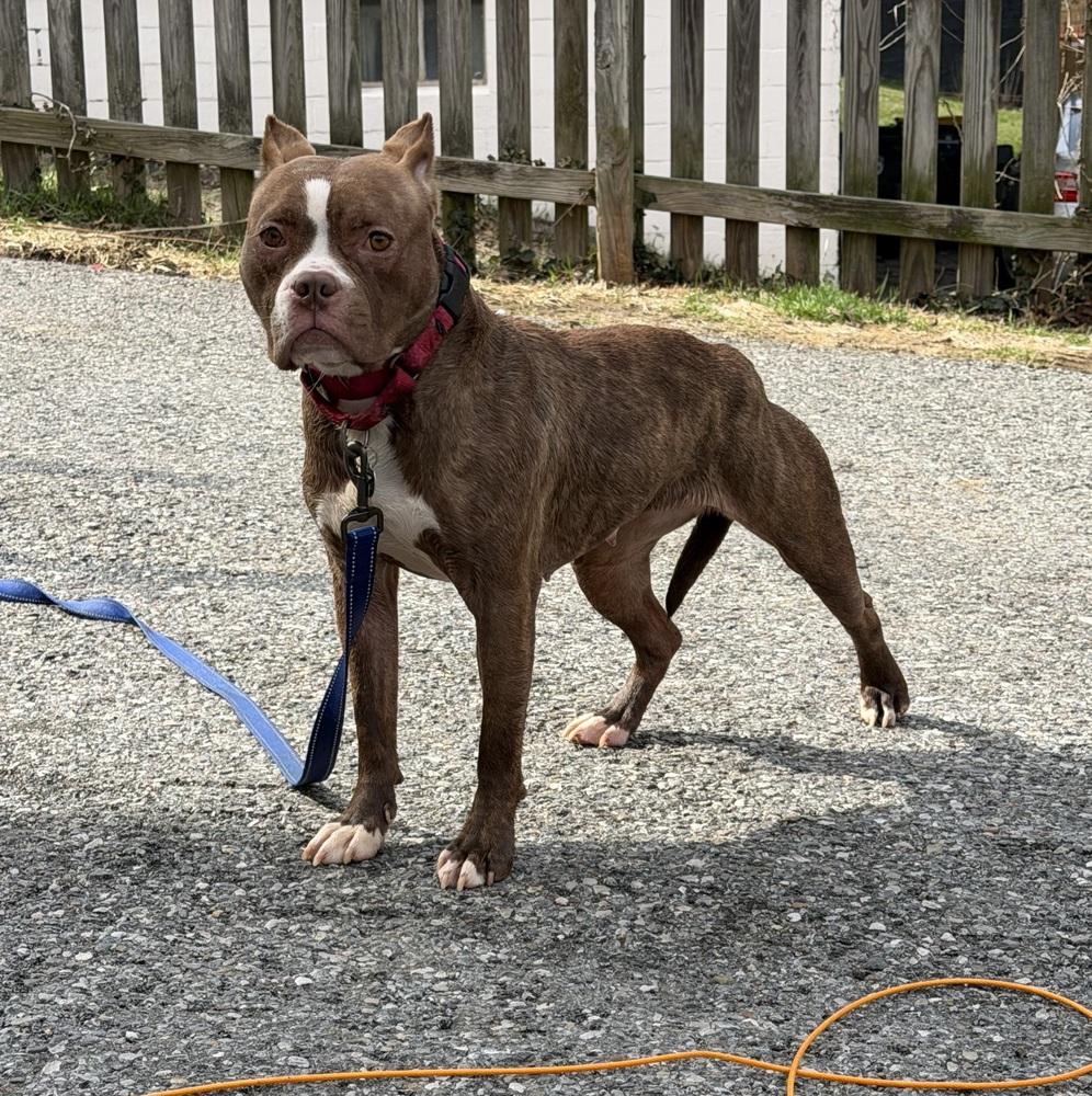 Barbie, Adoptable, Adult Female Pit Bull Terrier.