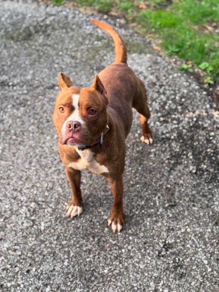 Barbie, Adoptable, Adult Female Pit Bull Terrier.