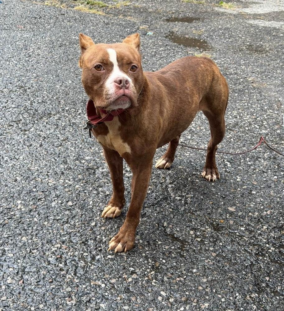 Barbie, a Adoptable Pit Bull Terrier in Springdale, PA image 2/6
