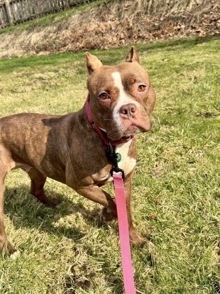 Enlarge Barbie, a Adoptable Pit Bull Terrier in Springdale, PA image 2/6