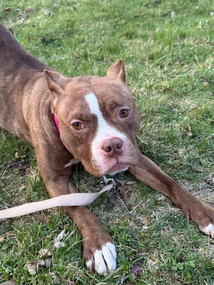 Enlarge Barbie, a Adoptable Pit Bull Terrier in Springdale, PA image 3/6
