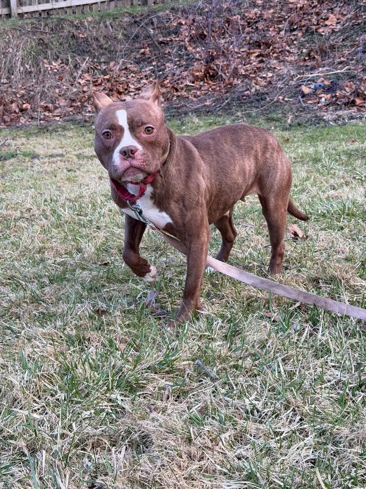 Enlarge Barbie, a Adoptable Pit Bull Terrier in Springdale, PA image 4/6