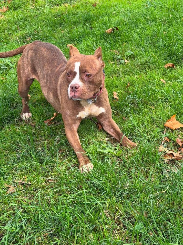 Barbie, a Adoptable Pit Bull Terrier in Springdale, PA image 3/6
