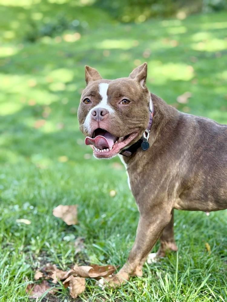 Enlarge Barbie, a Adoptable Pit Bull Terrier in Springdale, PA image 4/6