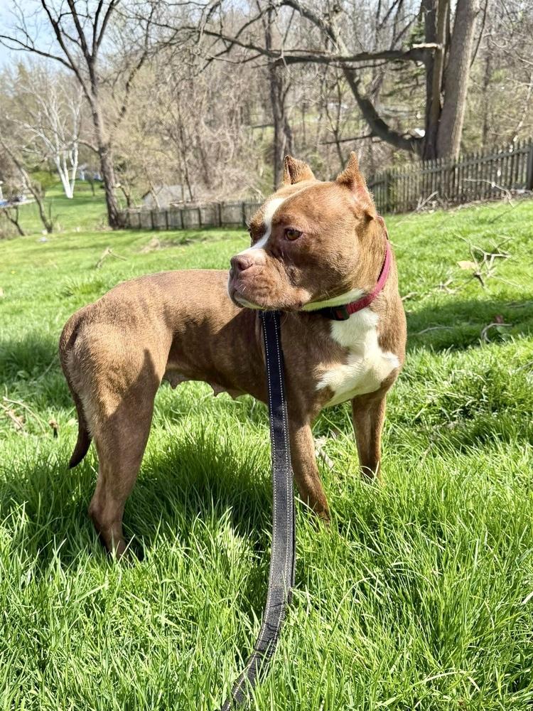 Enlarge Barbie, a Adoptable Pit Bull Terrier in Springdale, PA image 5/6