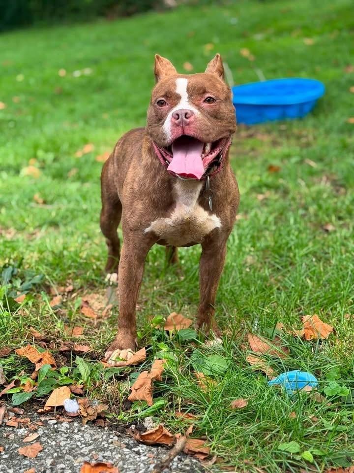 Barbie, a Adoptable Pit Bull Terrier in Springdale, PA image 5/6