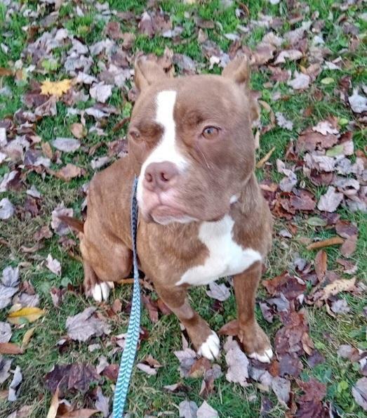 Enlarge Barbie, a Adoptable Pit Bull Terrier in Springdale, PA image 6/6