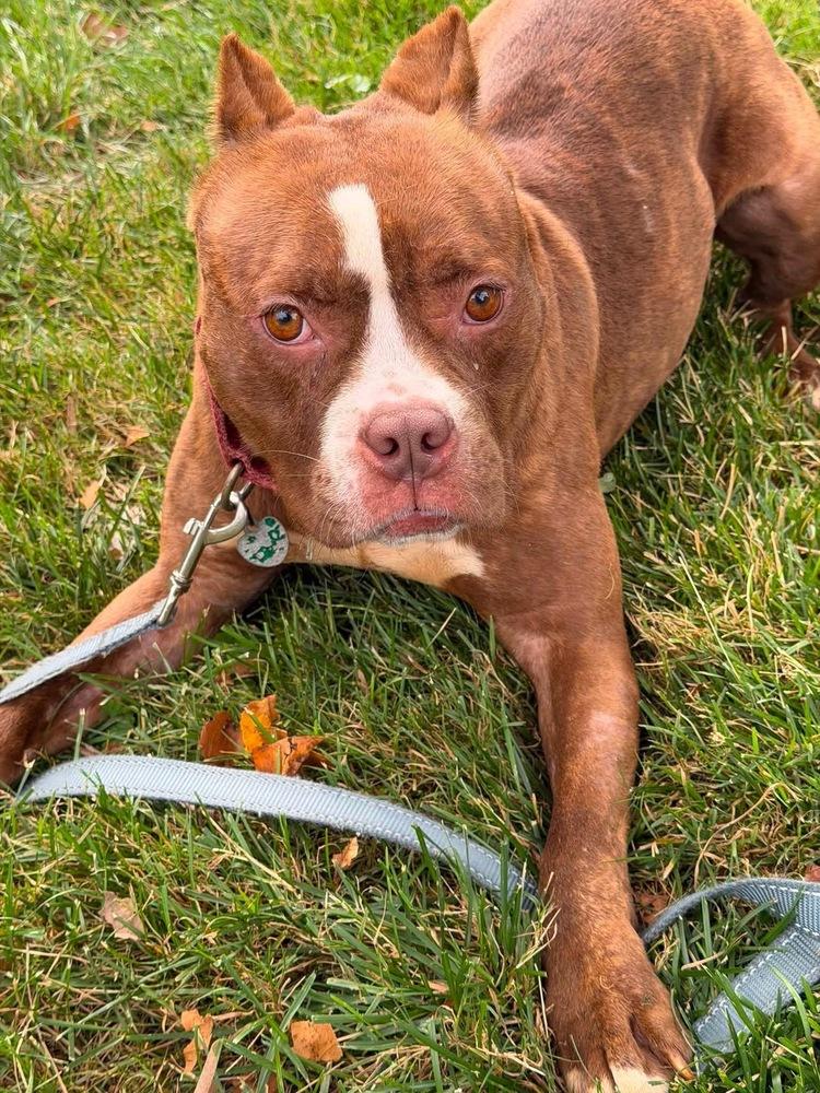 Barbie, a Adoptable Pit Bull Terrier in Springdale, PA image 6/6