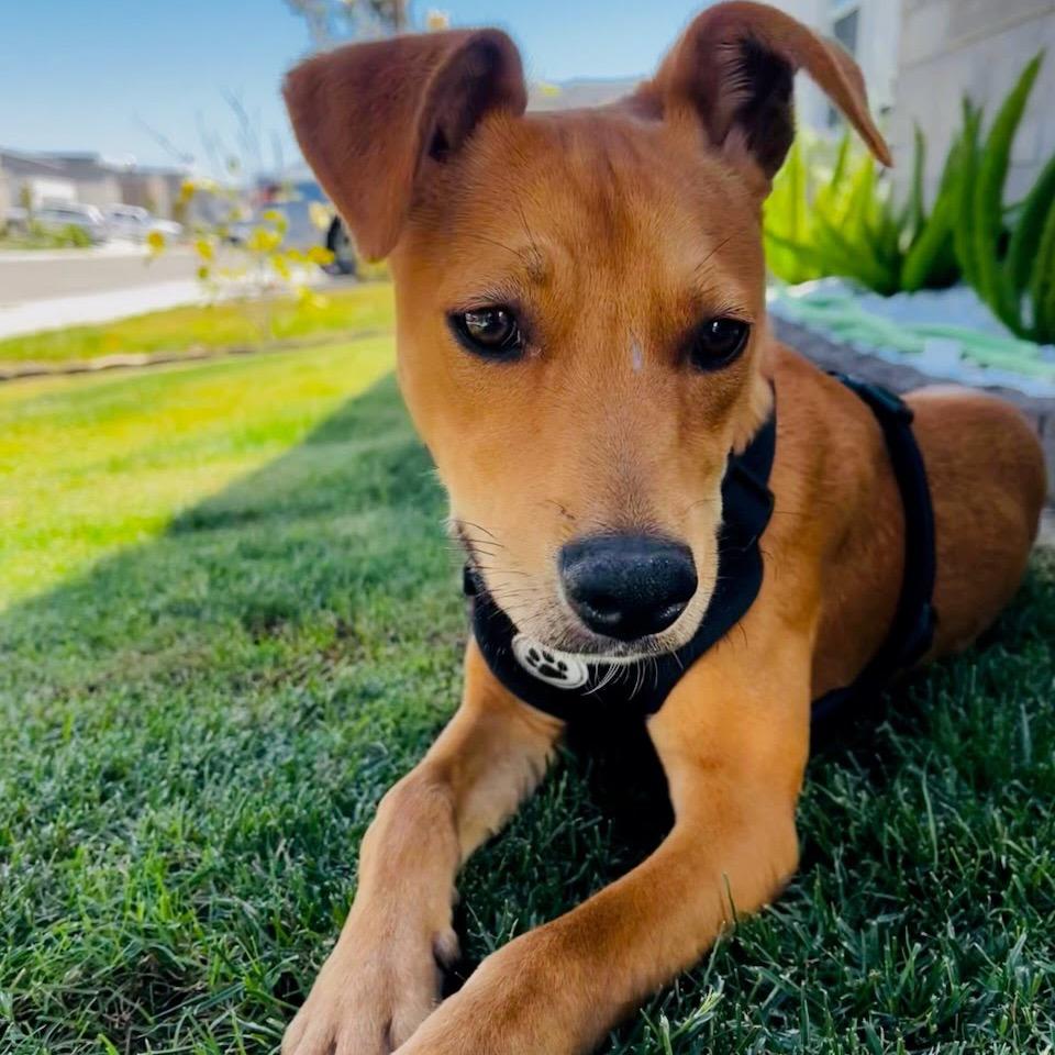 Ranger, Adoptable, Young Male American Staffordshire Terrier & Beagle.